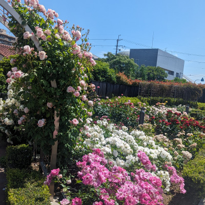 過去ギャラリー　ふれあい緑地