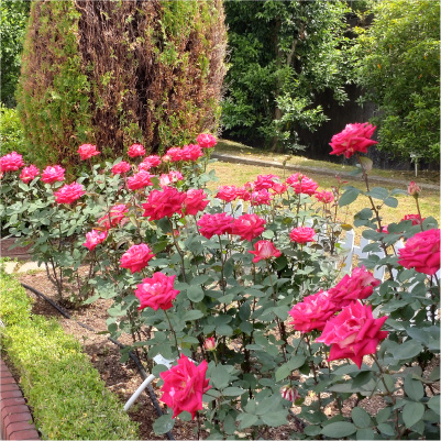過去ギャラリー　清谷池公園
