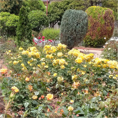 過去ギャラリー　清谷池公園