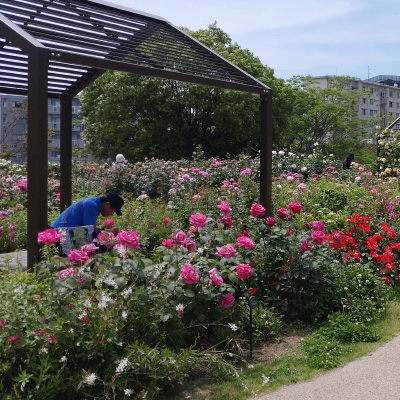 過去ギャラリー　二ノ切池公園