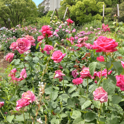 過去ギャラリー　二ノ切池公園