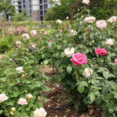 過去ギャラリー　二ノ切池公園
