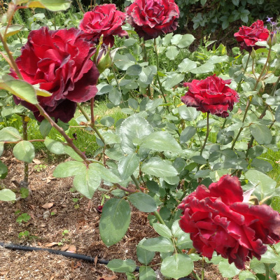 過去ギャラリー　二ノ切池公園