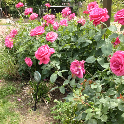 過去ギャラリー　二ノ切池公園