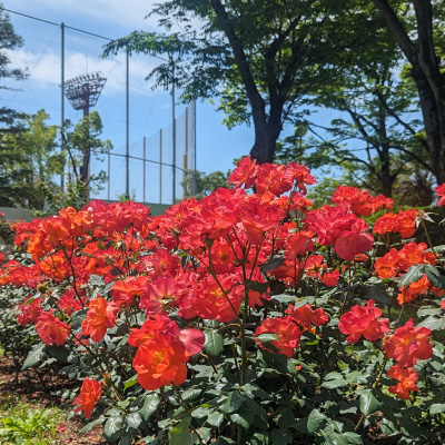 過去ギャラリー　豊島公園