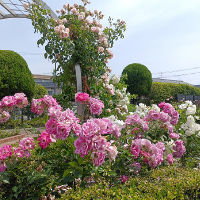 過去ギャラリー　ふれあい緑地