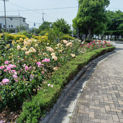 過去ギャラリー　ふれあい緑地