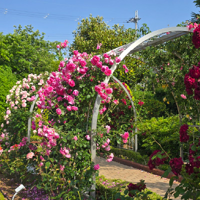 過去ギャラリー　清谷池公園