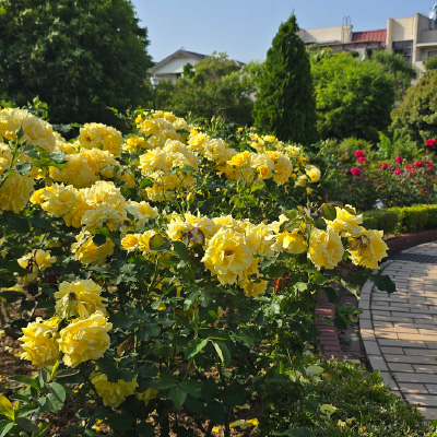 過去ギャラリー　清谷池公園