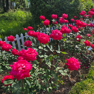 過去ギャラリー　清谷池公園