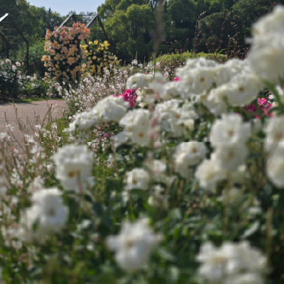 過去ギャラリー　二ノ切池公園