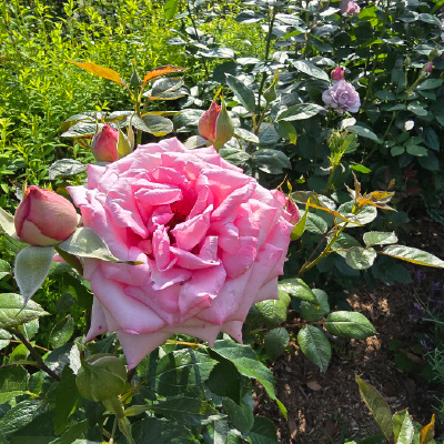 過去ギャラリー　二ノ切池公園