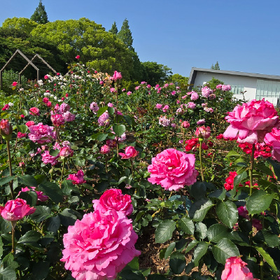 過去ギャラリー　二ノ切池公園