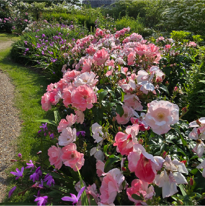 過去ギャラリー　二ノ切池公園