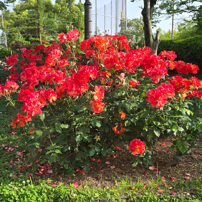 過去ギャラリー　豊島公園