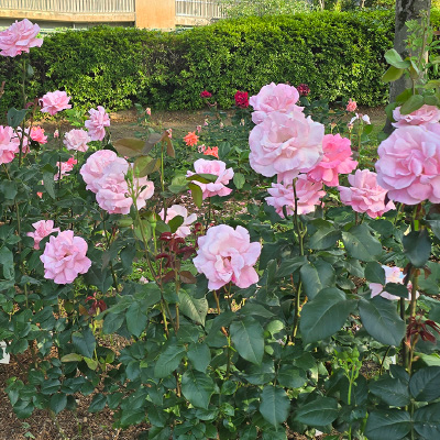 過去ギャラリー　豊島公園