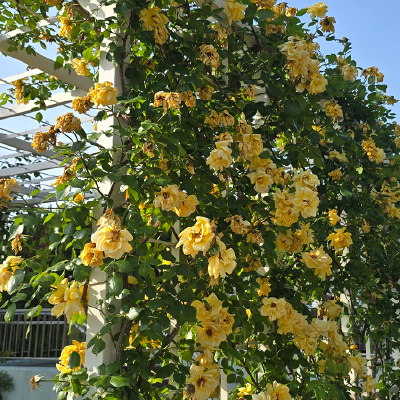 過去ギャラリー　豊島公園