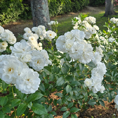 過去ギャラリー　豊島公園