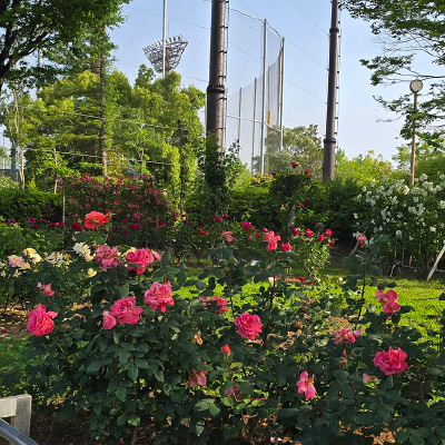 過去ギャラリー　豊島公園