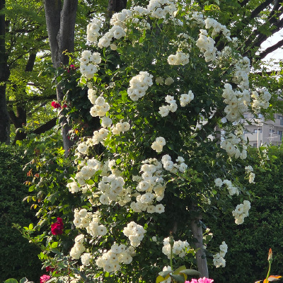過去ギャラリー　豊島公園
