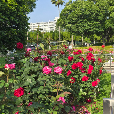 過去ギャラリー　豊島公園