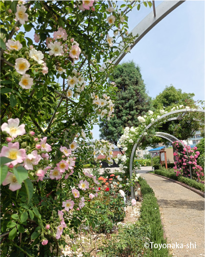 ふれあい緑地バラ園