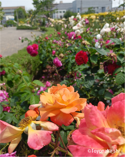 ふれあい緑地バラ園