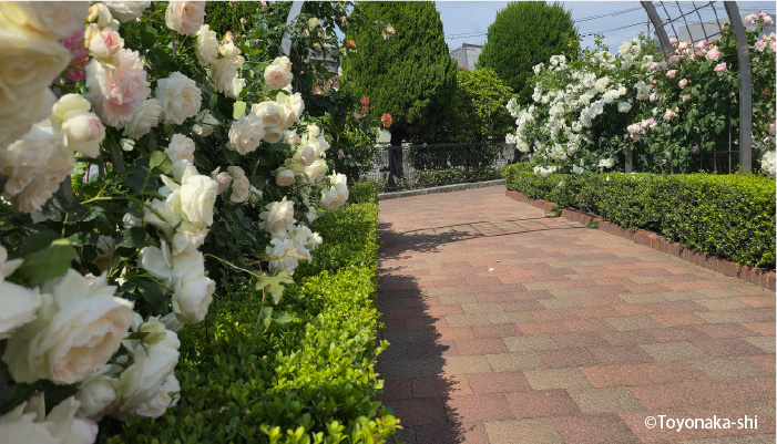 ふれあい緑地バラ園