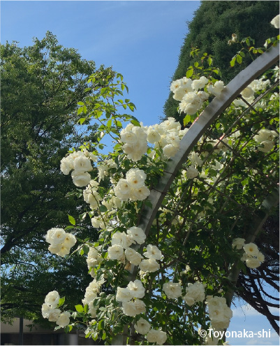 ふれあい緑地バラ園