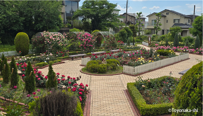 清谷池公園 バラ園