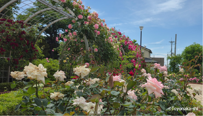 清谷池公園 バラ園