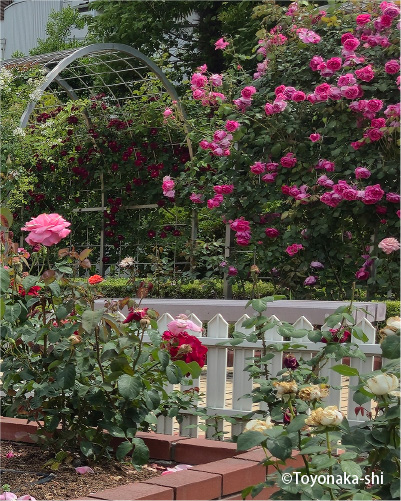 清谷池公園 バラ園