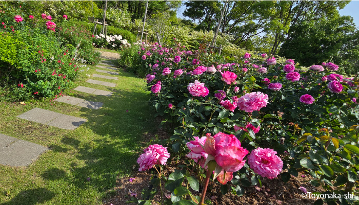 二ノ切池公園 バラ園