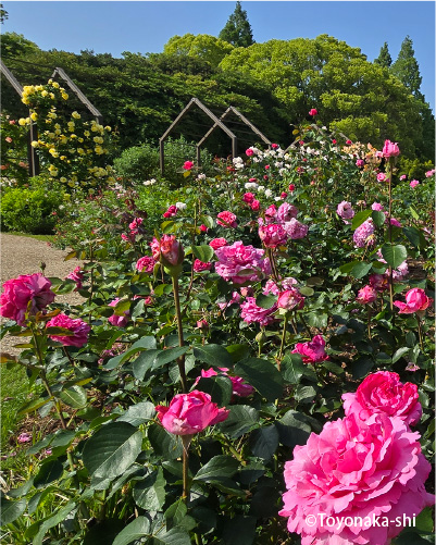 二ノ切池公園 バラ園