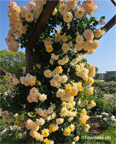 二ノ切池公園 バラ園
