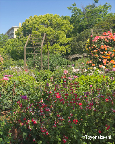 二ノ切池公園 バラ園