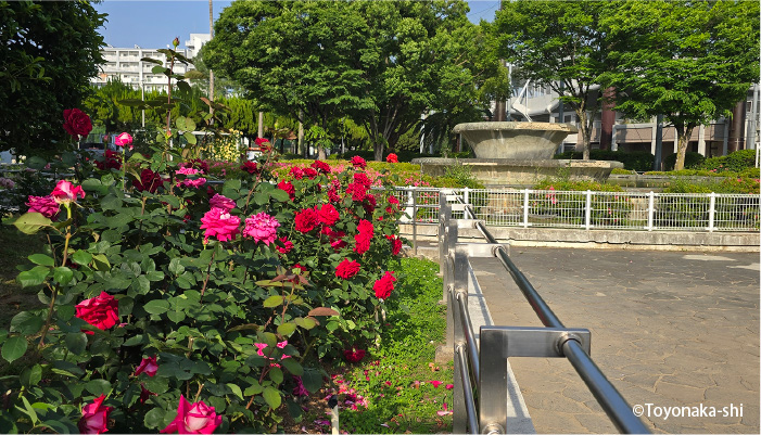 豊島公園バラ園