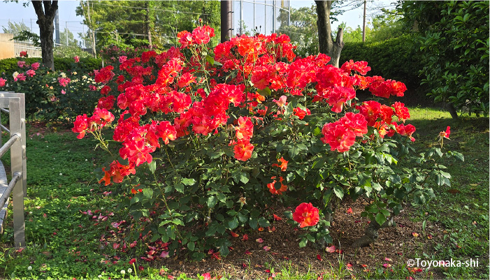 豊島公園バラ園