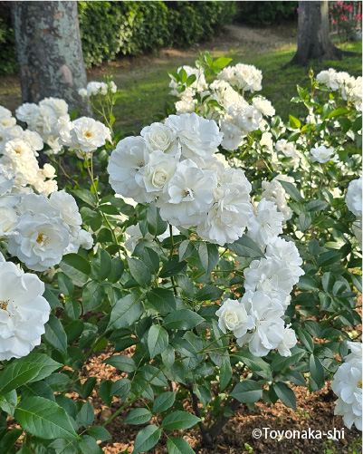 豊島公園バラ園