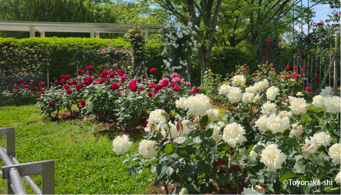 豊島公園バラ園