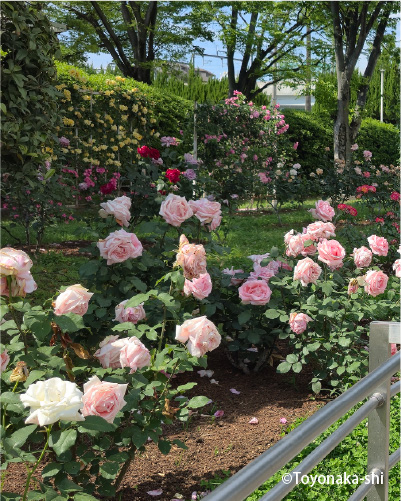 豊島公園バラ園