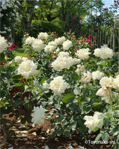 豊島公園バラ園